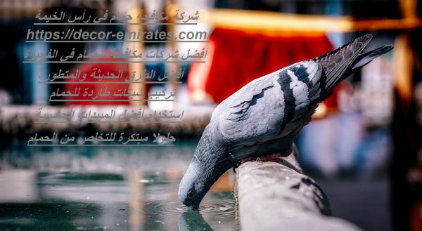 شركة مكافحة حمام في رأس الخيمة