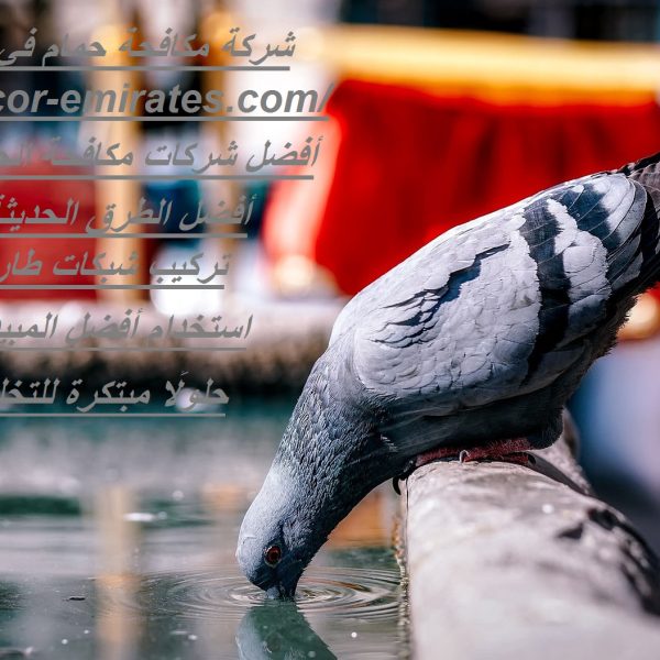 شركة مكافحة حمام في رأس الخيمة